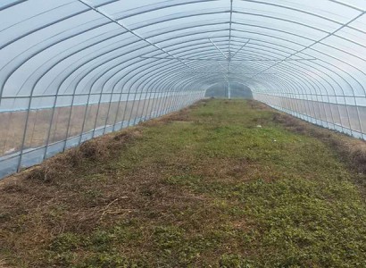 簡(jiǎn)易型拱棚