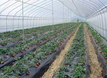 簡(jiǎn)易型拱棚